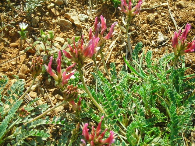 Astragale de Montpellier (Astragalus monspessulanus) Astrag10