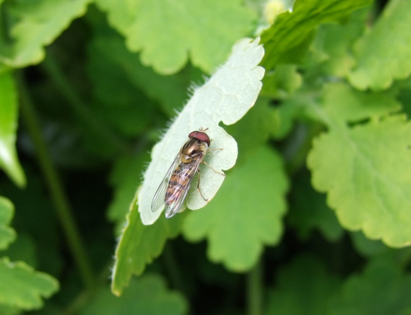 Syrphe ceinturé (Episyrphus balteatus) Chemou10