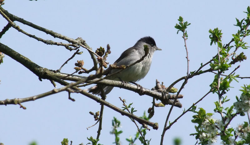 Fauvette à tête noire (Sylvia atricapilla) Fauvet10