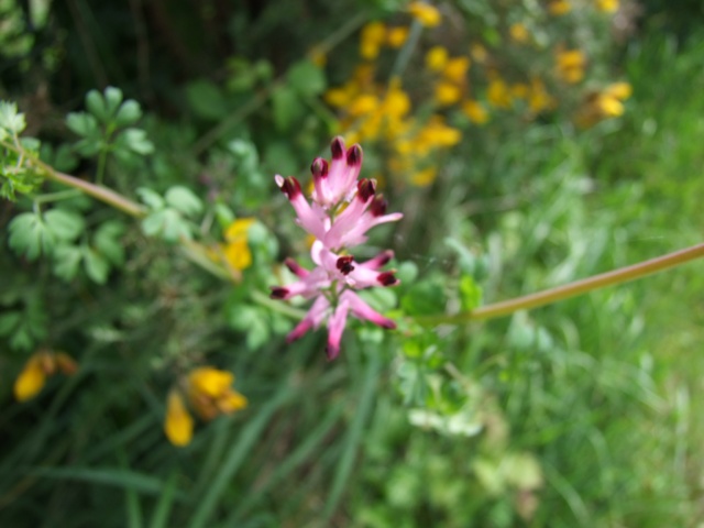 Fumeterre officinale (Fumaria officinalis) Fumete10