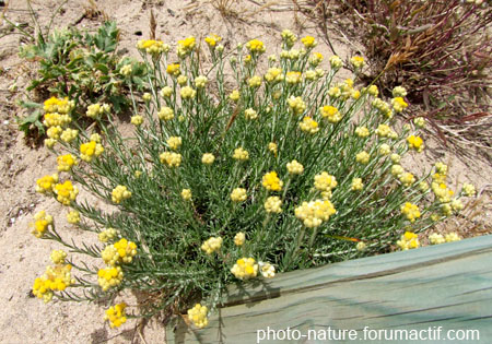 Immortelle des sables (Helichrysum arenarium) Immort10