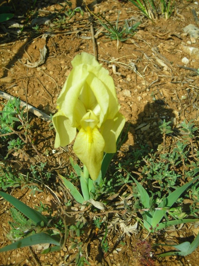 Iris jaunâtre (Iris lutescens) Iris_j10