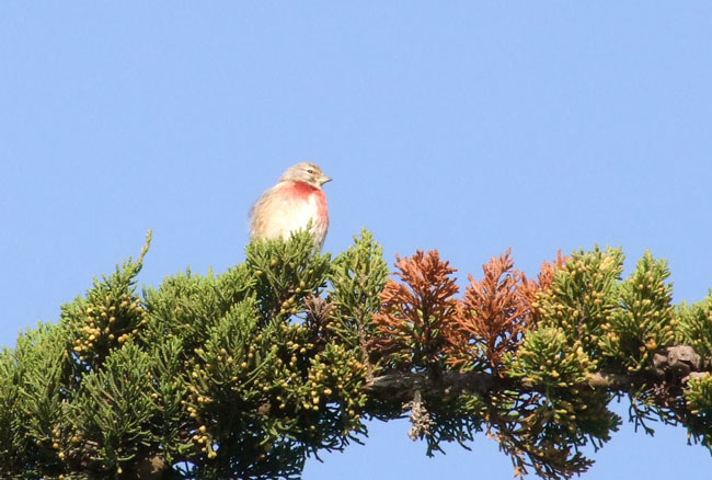 Linotte mélodieuse (Carduelis cannabina) Linott10