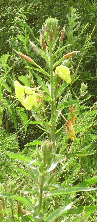 Onagre bisanuelle (Oenothera biennis) Onagre10
