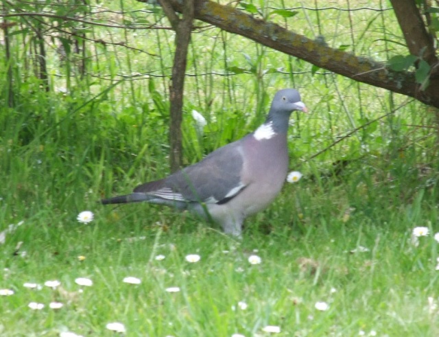 Pigeon Ramier - Colomba palumbus Pigeon10