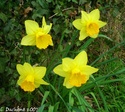Jonquilles (Narcissus jonquilla) Jonqui11