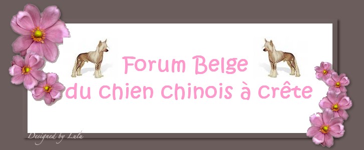 Forum Belge du chien chinois à crête