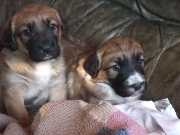 Chiots femelles croisées Labrador à placer dans le VAR Fundy_10