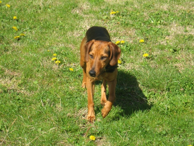 Maya croisée Beagle Teckel ses chiots à adopter dans la Var Img_0610