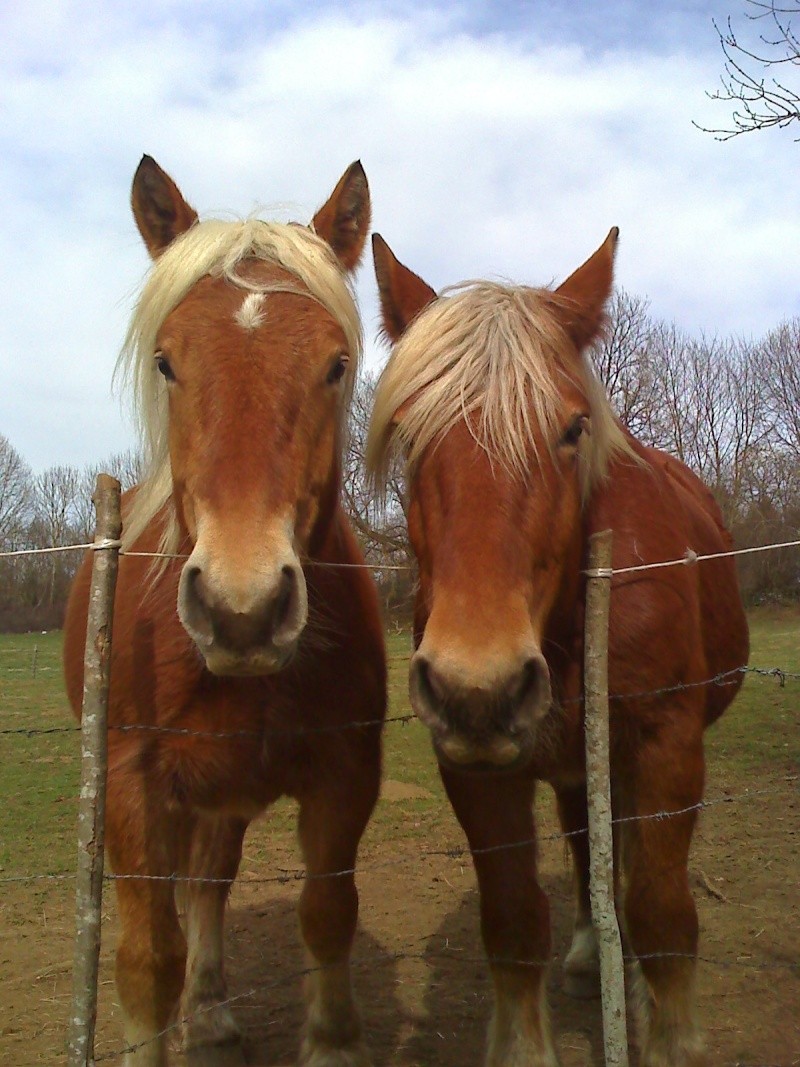 un p'tit elevage de chevaux comtois 25-03-12