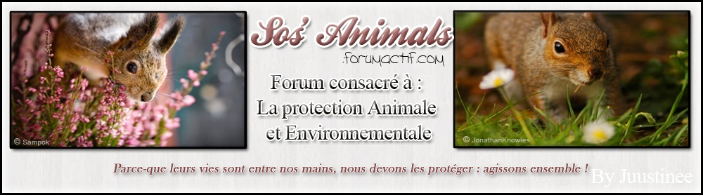 SOS'Animals