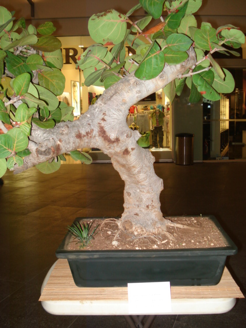 FOTOS DE PREBONSAI, EXPO EN CANCUN. Dsc07910