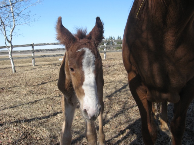 Hello Alberta Equine!! Img_2210