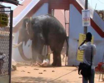 Razjareni slon u Indiji gazio ljude u hramu, ubio ih troje Slonpo10