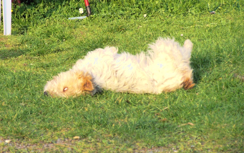 Une chienne à adopter, Trotinette 102_0210