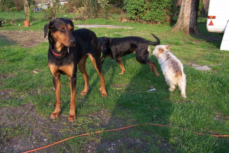 Une chienne à adopter, Trotinette Violin10