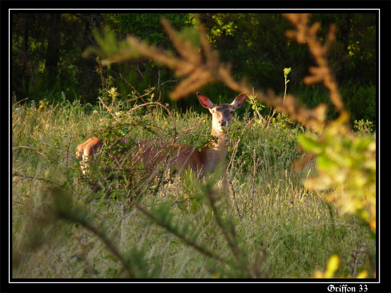 Mes affûts photographique 2010 ! - Page 8 Biche_11