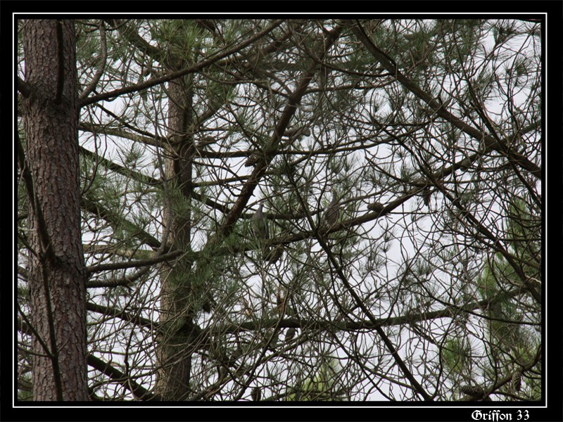 maitre ramier sur un arbre........ Palomb16