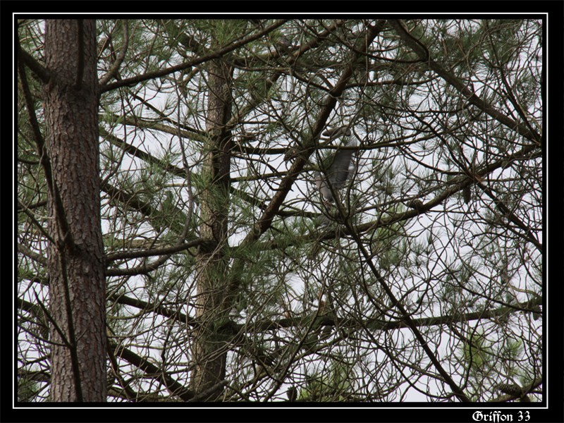 maitre ramier sur un arbre........ Palomb17