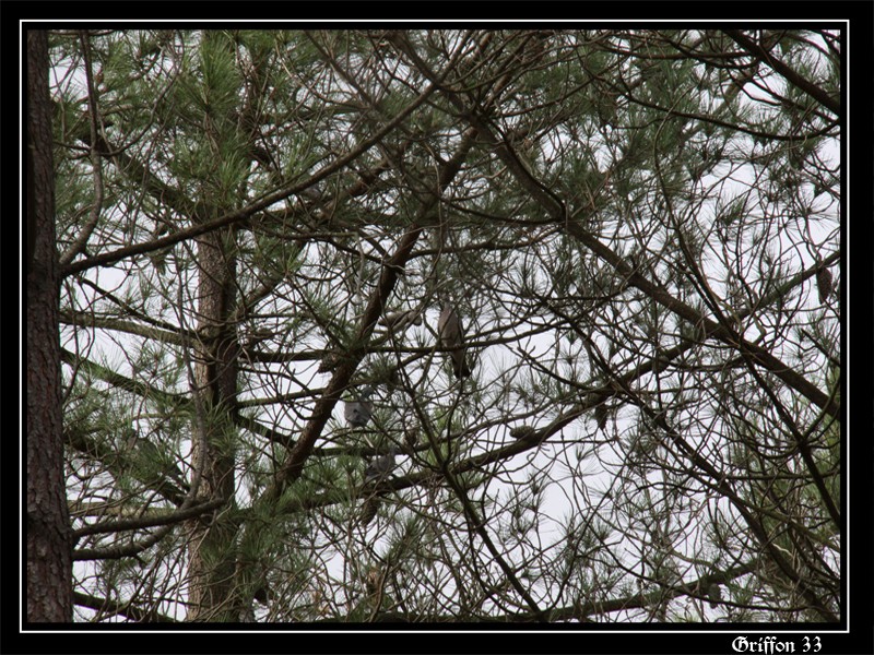 maitre ramier sur un arbre........ Palomb18
