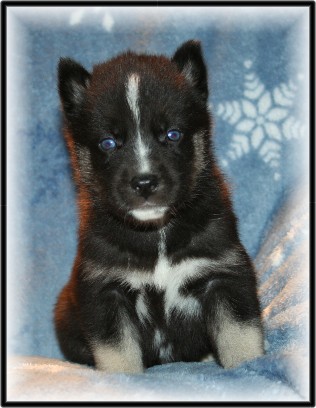 Takoda the Puppy *update 2/15* Phoeni10