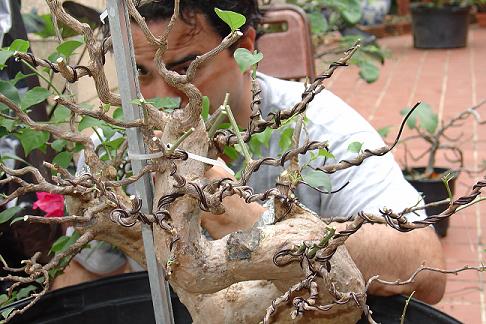 bougainvillea - Bougainvillea Glabra Bougai37