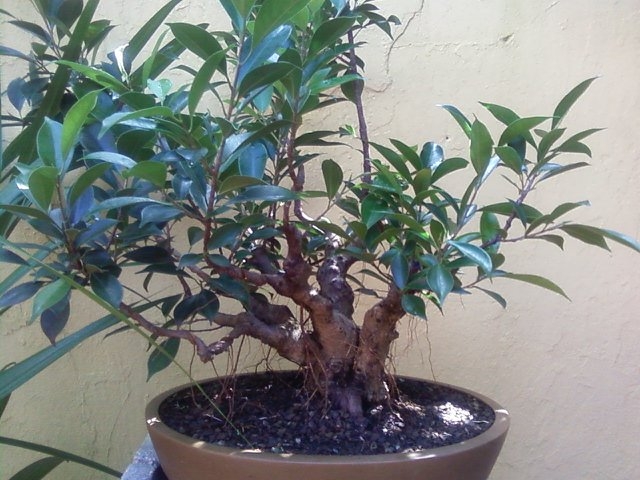 THE HISTORY OF MY PRESENT PROJECT (FICUS MICROCARPA) Fico10