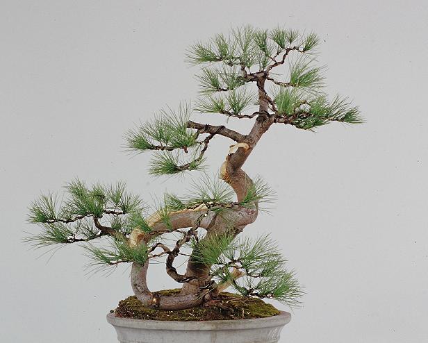 Cheng Cheng Kung , SiDiao Series, Taiwan White Pine Pine_x11