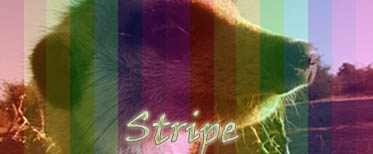 Character Siggies Stripe10