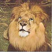 AF / CAMEROUN VOUS AVEZ DIT INDOMPTABLE ON VA BIEN LE VOIR 6a00fa10