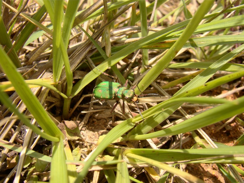 [Cicindella campestris] Photo158