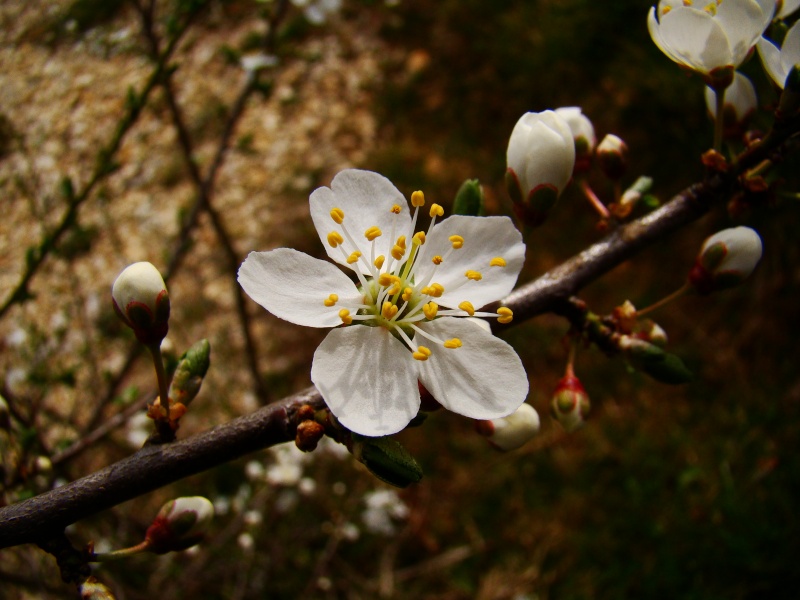Premier arbre en fleur Photo_24