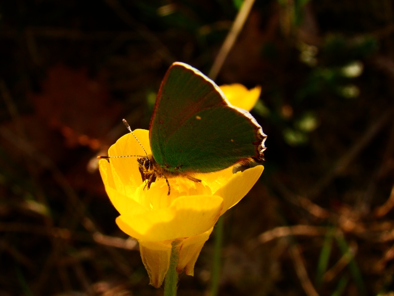 [Callophrys rubi] (Técla de la ronce) Photo_27