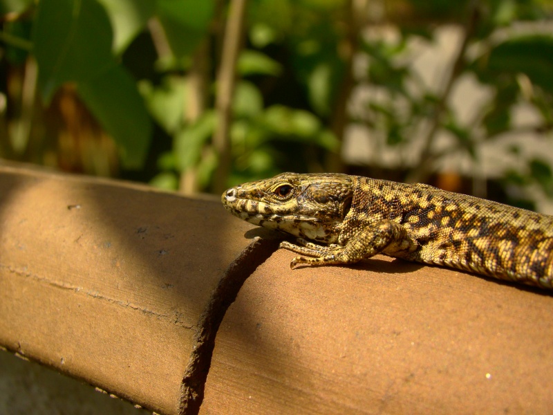 Lézard des murailles Photo_80