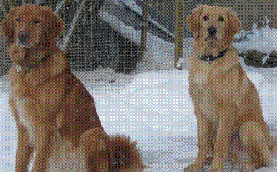 2 chiens volés à Fribourg(Allemagne) Image010