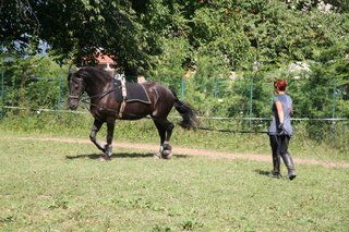 steffi38 : ma passion ,mes frisons - Page 2 Img74710