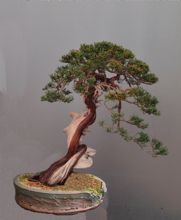 Juniperus thurifera searching for a pot... Helmut10