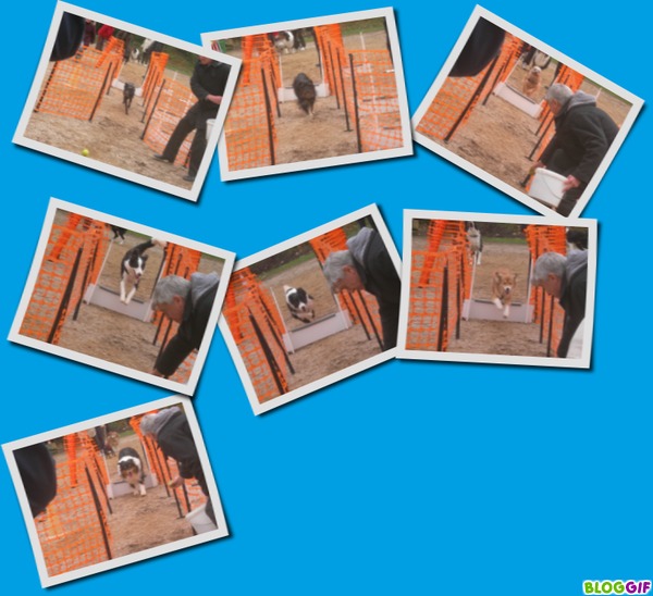 LE FLYBALL AU S.C.C.E - Page 4 Bloggi11