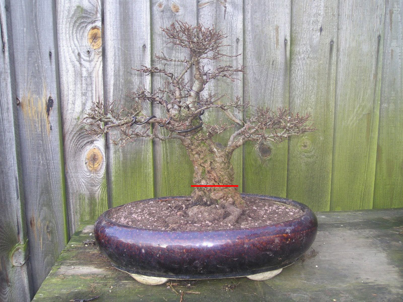 recently repotted cork bark elm 03110110
