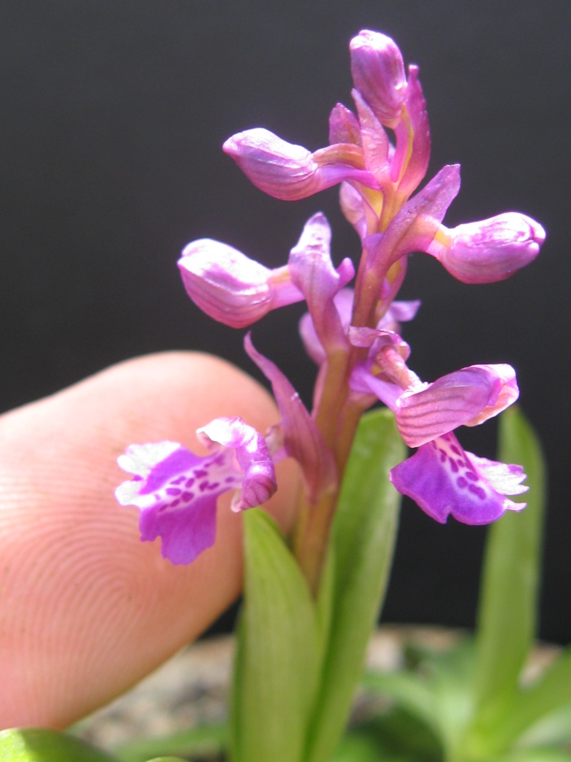 Green winged Orchid. Img_0324