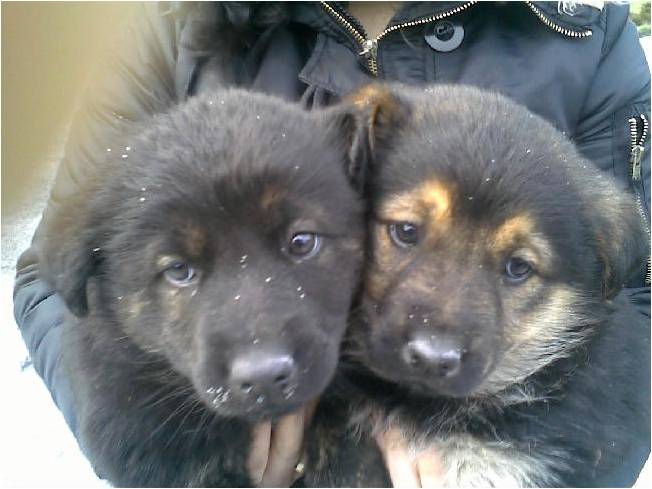 Duas cachorras cruzadas de Labrador e Pastor Alemão - Guarda Cachor10