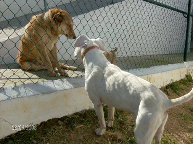 Dogue Argentino Pig210