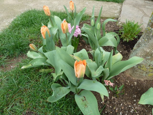Tulipe 2011 - Page 3 00114