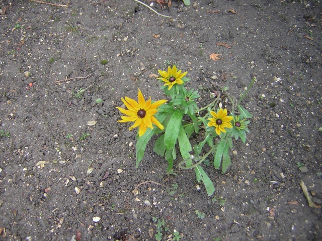 Les Chrysanthèmes d'automne en folie!! - Page 8 Dernia10