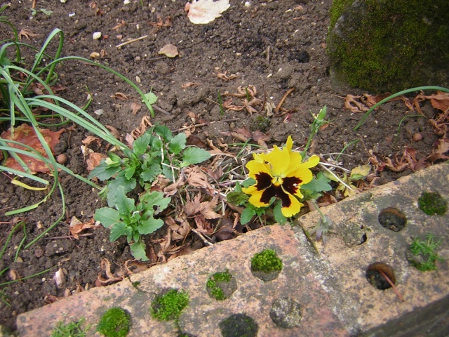 Les Chrysanthèmes d'automne en folie!! - Page 8 Dernia11