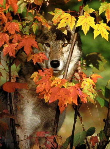 chiens de traineaux Loup_a10