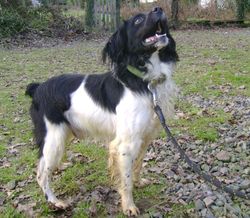 BUD, type Epagneul Breton de 3,5 ans - Romagné (35) Bud_410