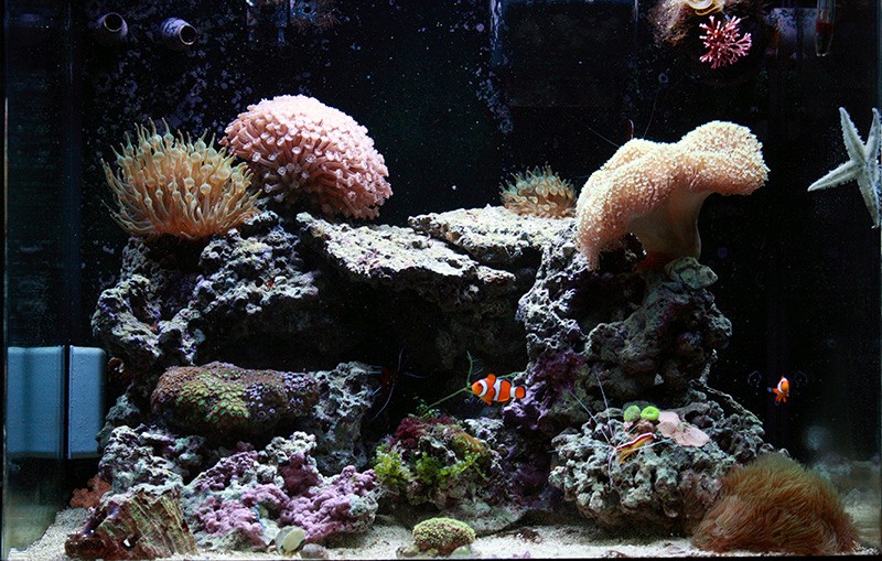  Mon p'tit reef (RSM130D)  Img_0010