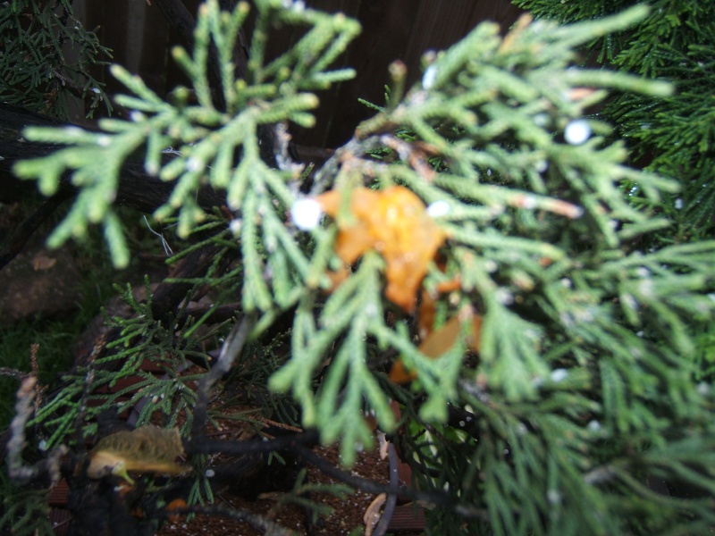 Juniper fungus Dscf5210