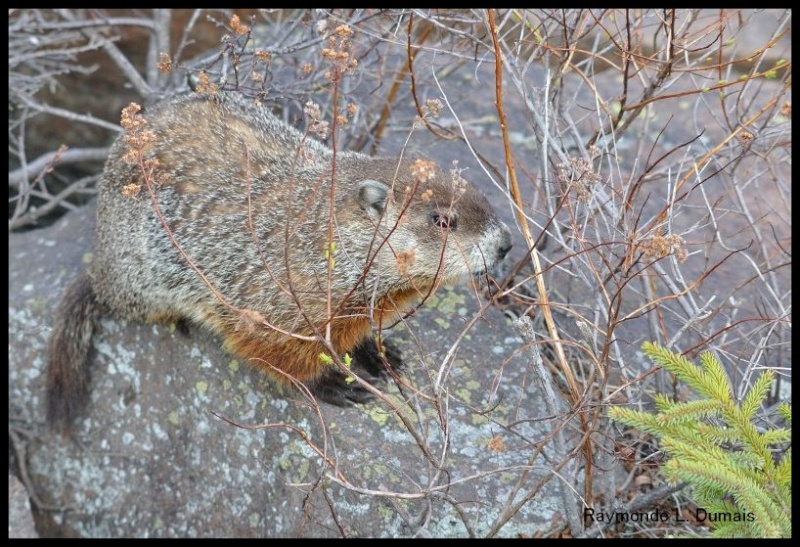 Une marmotte qui... Dsc_0215